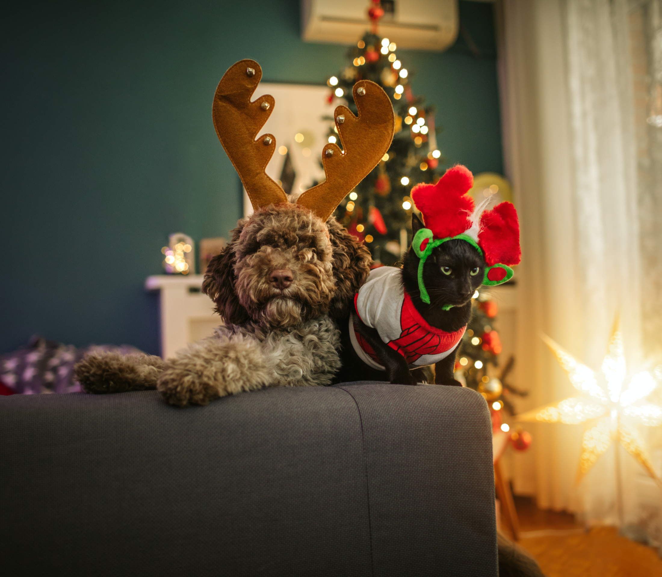 Giving Your Pet Holiday Treats | Hodes Veterinary Health Center