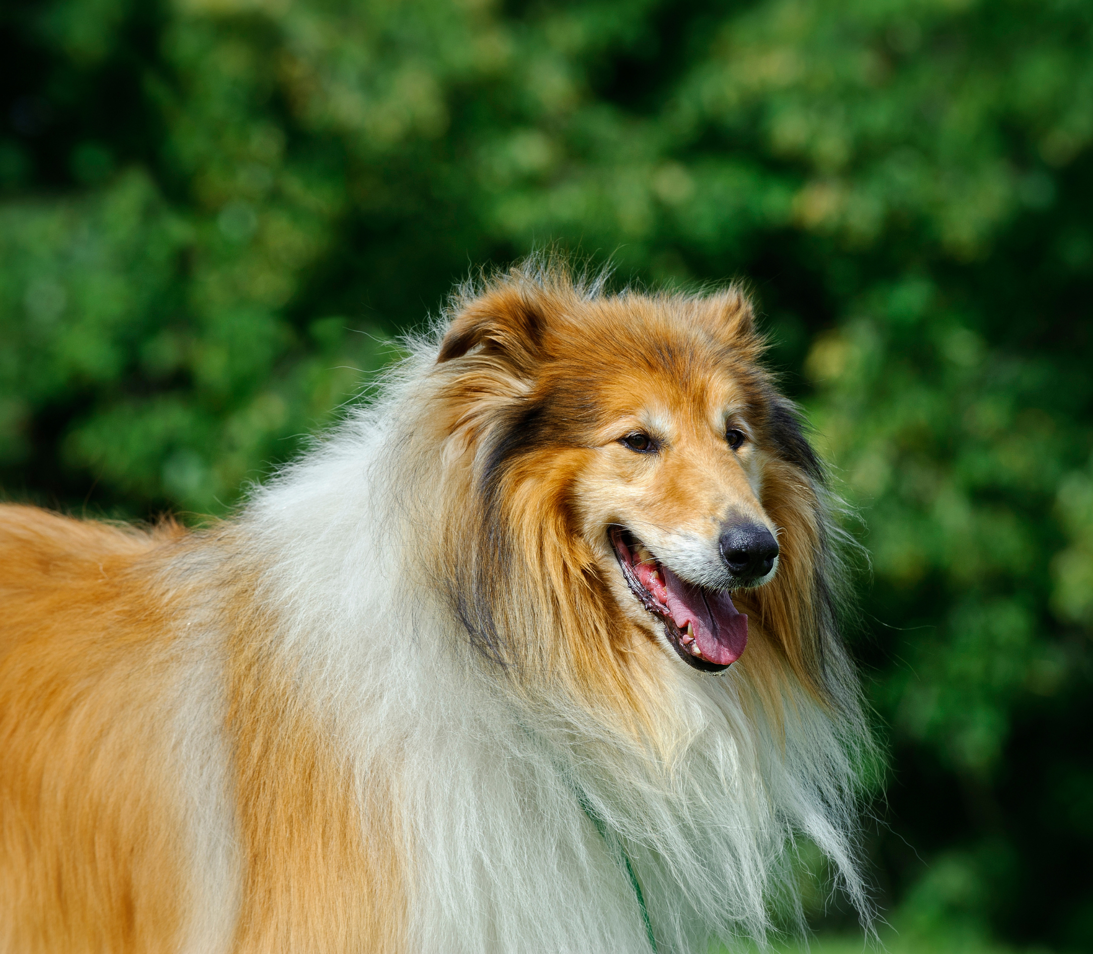 Rough Collie 101: Top 10 Facts You Should Know [Lassie's Breed] 